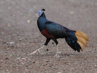  - Bornean Crested Fireback