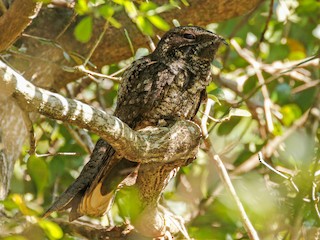  - Cuban Nightjar