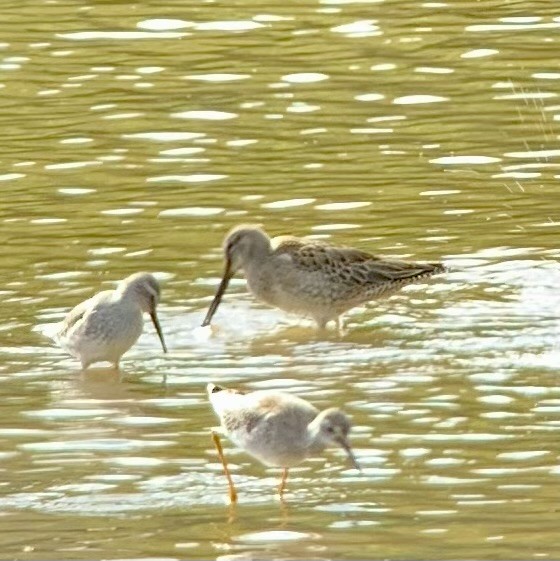 Long-billed Dowitcher - ML489662891