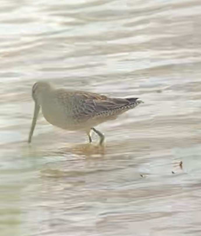 Long-billed Dowitcher - ML489662911