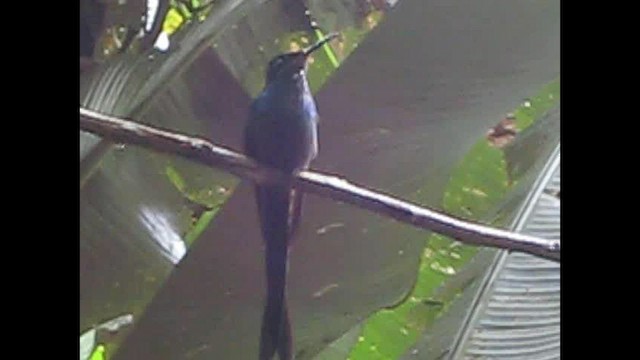 Scissor-tailed Hummingbird - ML489663351