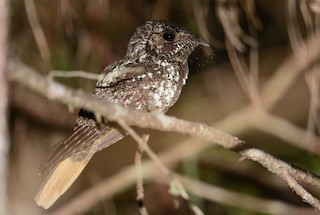  - Hispaniolan Nightjar