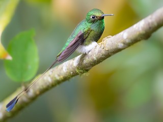  - White-booted Racket-tail