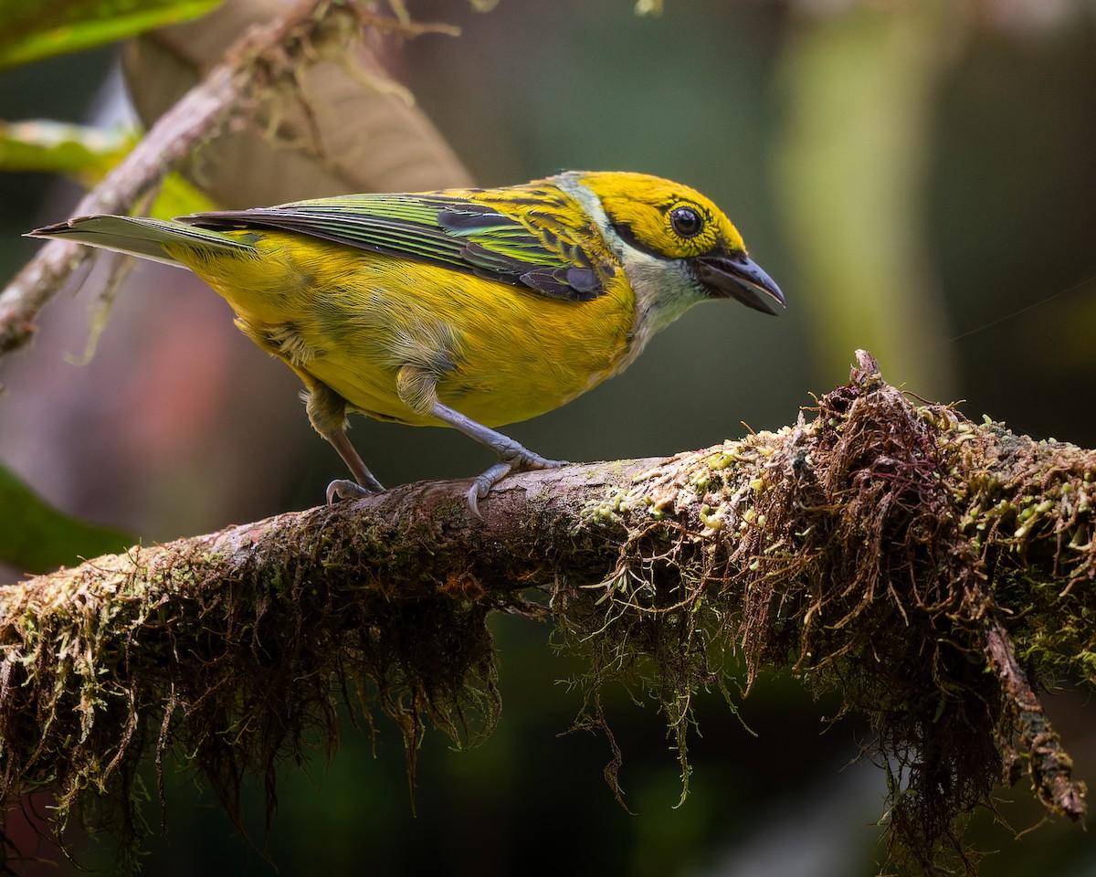 Silver-throated Tanager - José Orozco