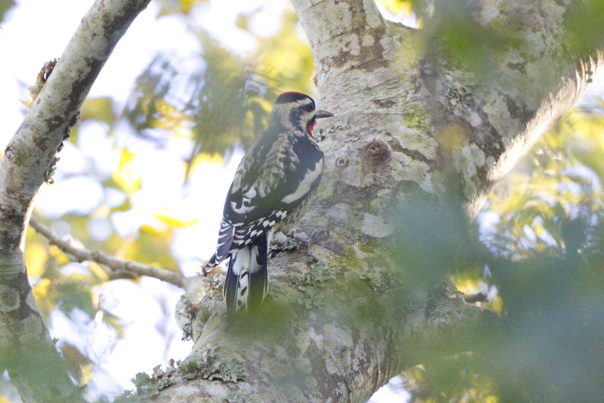 Yellow-bellied Sapsucker - Tasso  Cocoves