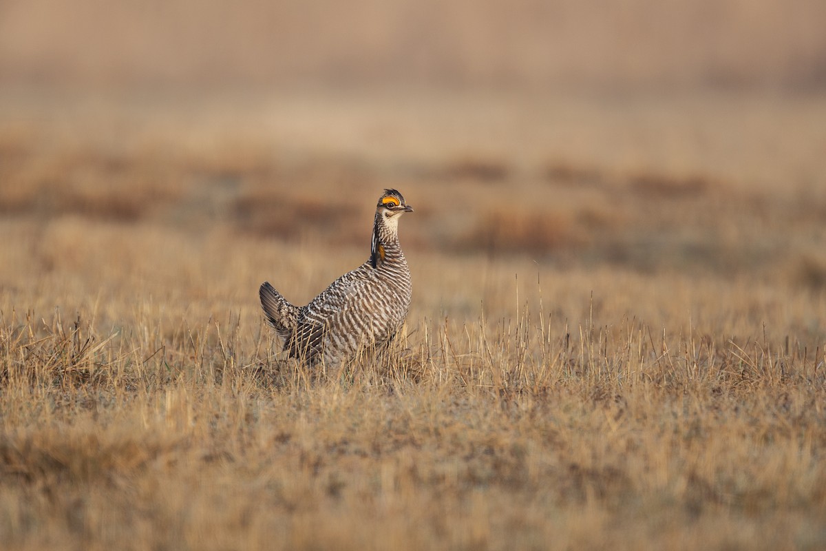 Greater Prairie-Chicken - ML489676381