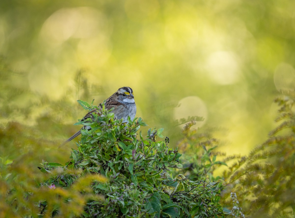 White-throated Sparrow - ML489679521
