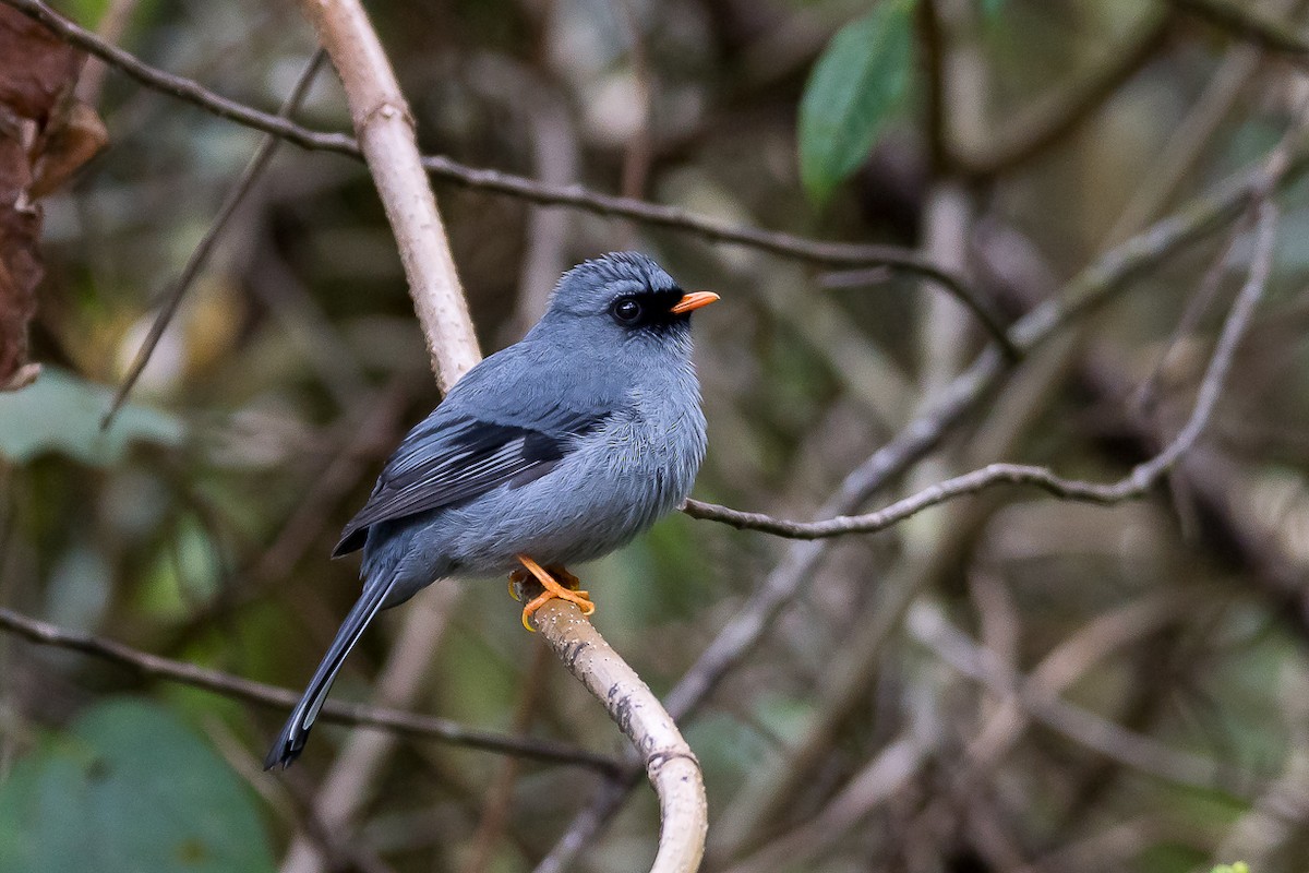 Black-faced Solitaire - ML48968531