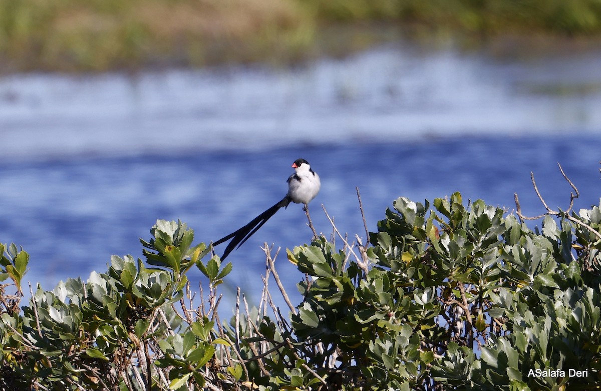 Pin-tailed Whydah - ML489689181