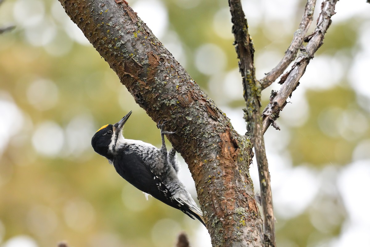 Black-backed Woodpecker - Sylvain Lapointe