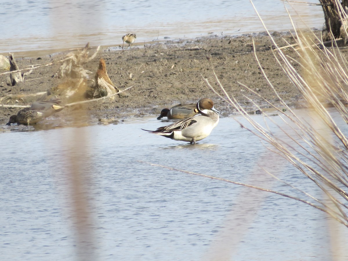 Northern Pintail - Dallas Levey