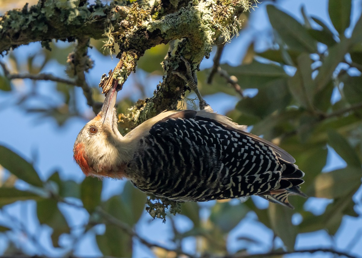 Red-bellied Woodpecker - ML489695781