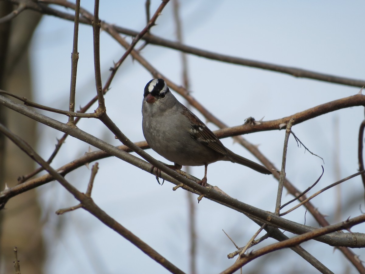 White-crowned Sparrow - ML48969961