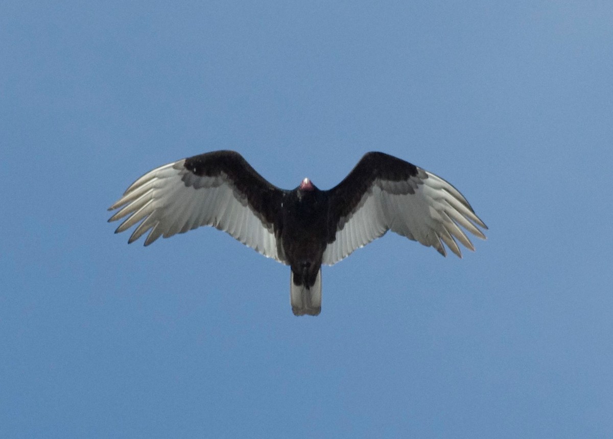 Turkey Vulture - Leigh McBride