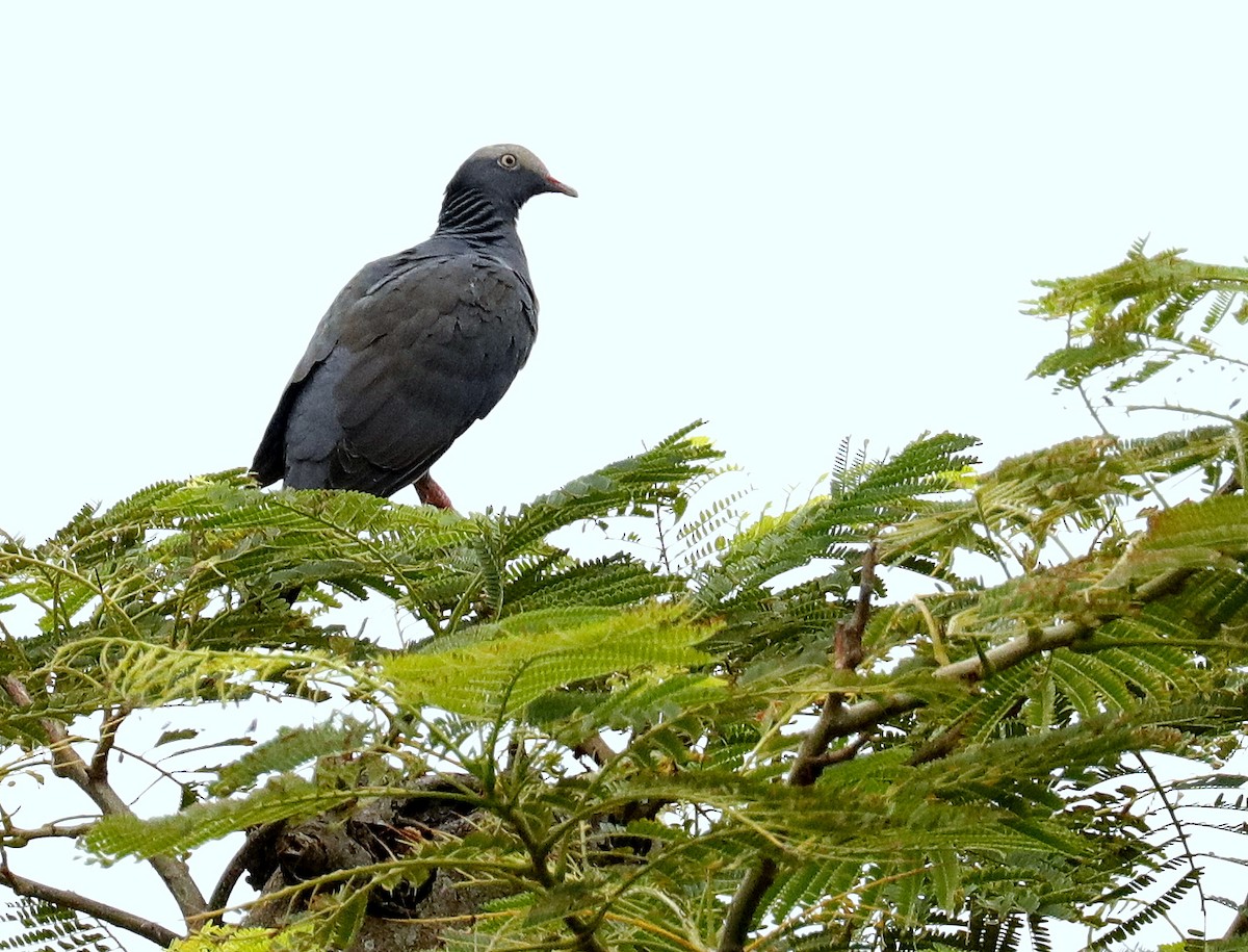White-crowned Pigeon - ML489707071