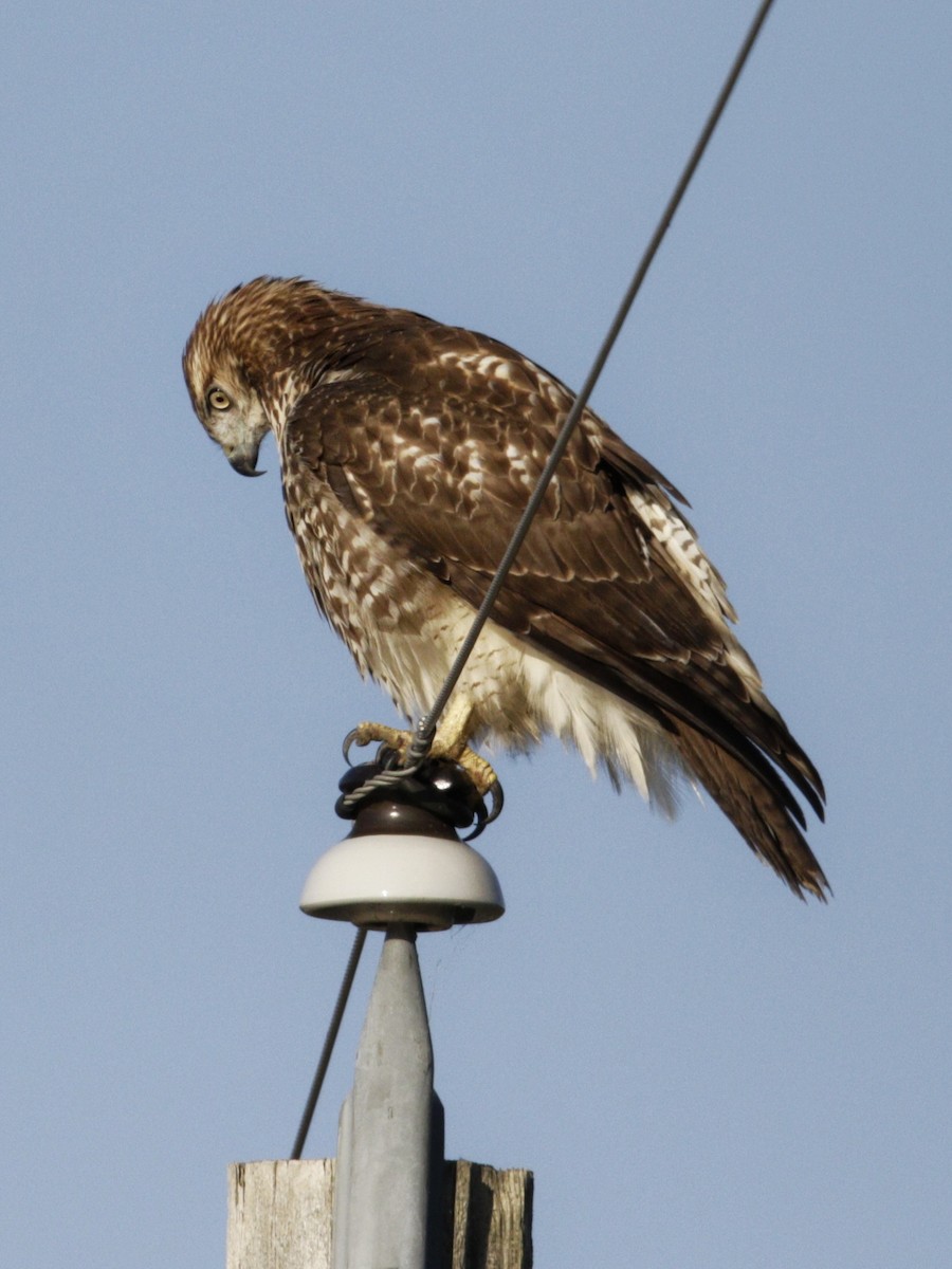 Red-tailed Hawk - ML489708281