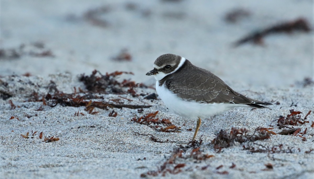 Semipalmated Plover - ML489716501