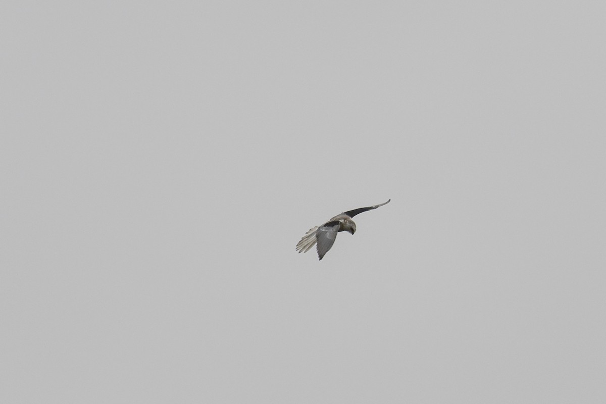 White-tailed Kite - ML489724581