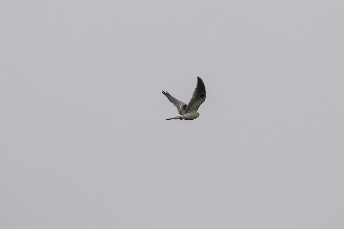 White-tailed Kite - ML489724601
