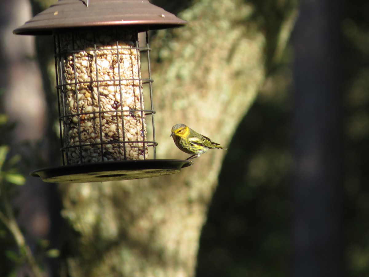 Cape May Warbler - ML489734411