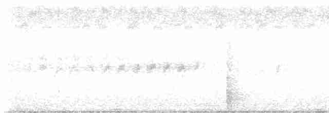Weißbauch-Phoebetyrann - ML489736281