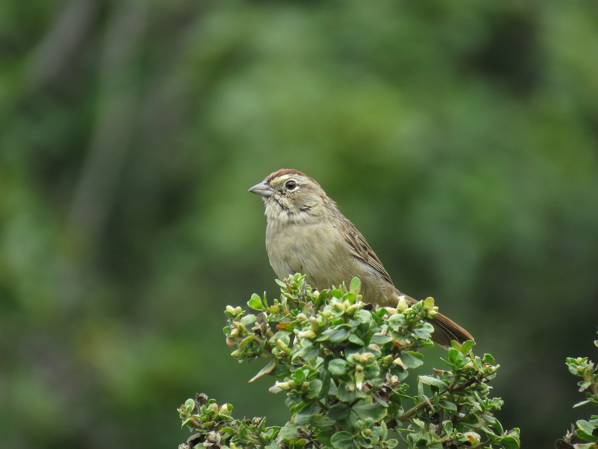 Rufous-crowned Sparrow - Josh Snead