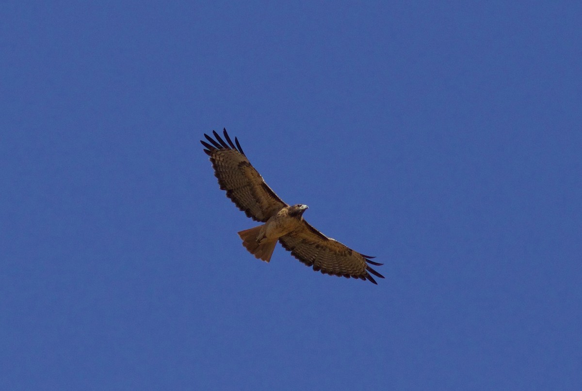 Red-tailed Hawk (calurus/alascensis) - ML489741381