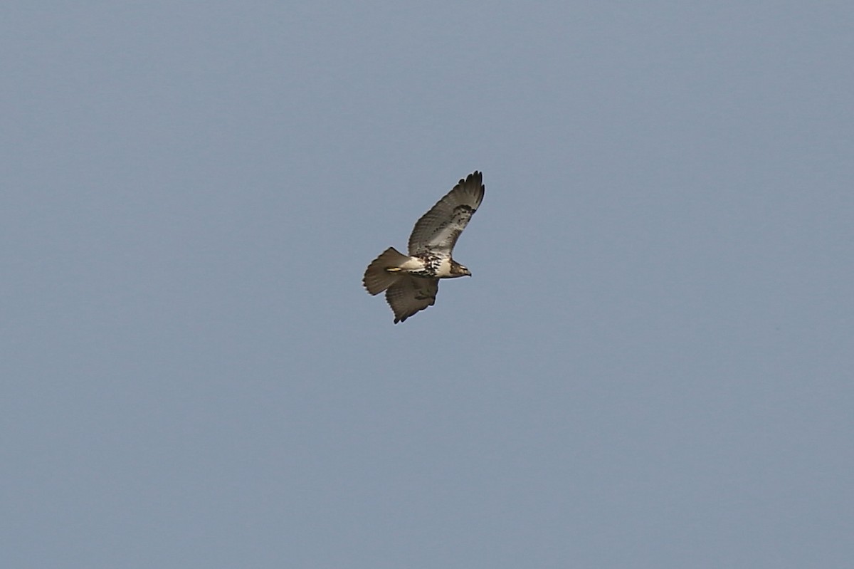 Red-tailed Hawk - ML48974301