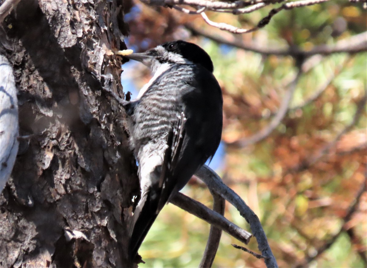 Black-backed Woodpecker - ML489746741