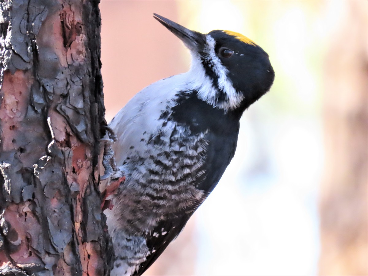 Black-backed Woodpecker - ML489746791