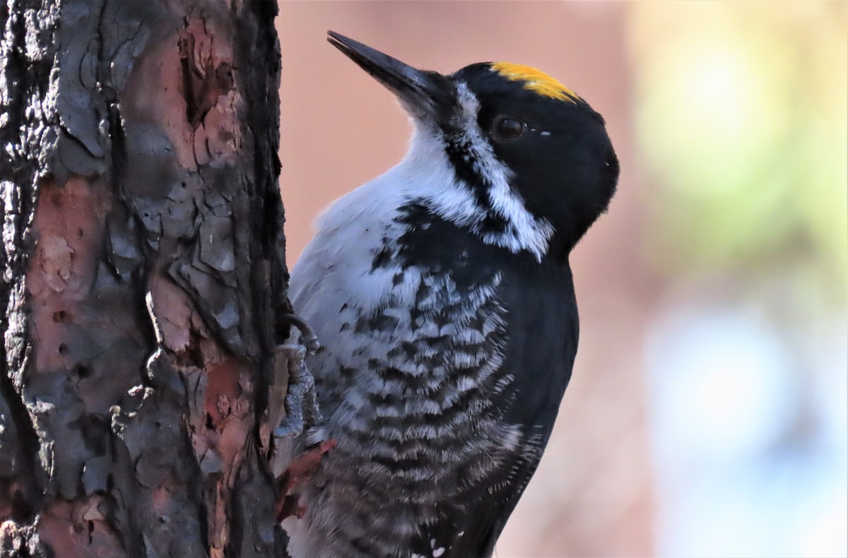 Black-backed Woodpecker - ML489746801