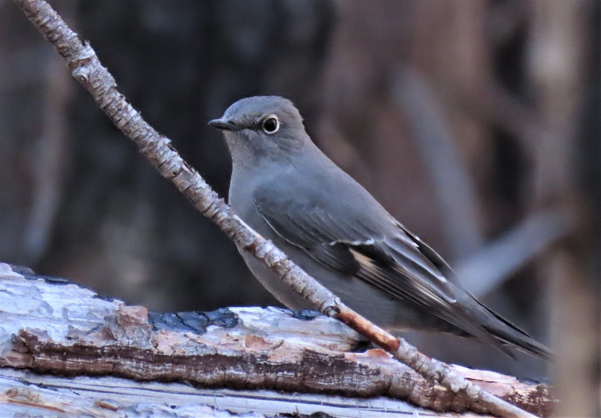 Townsend's Solitaire - ML489747491