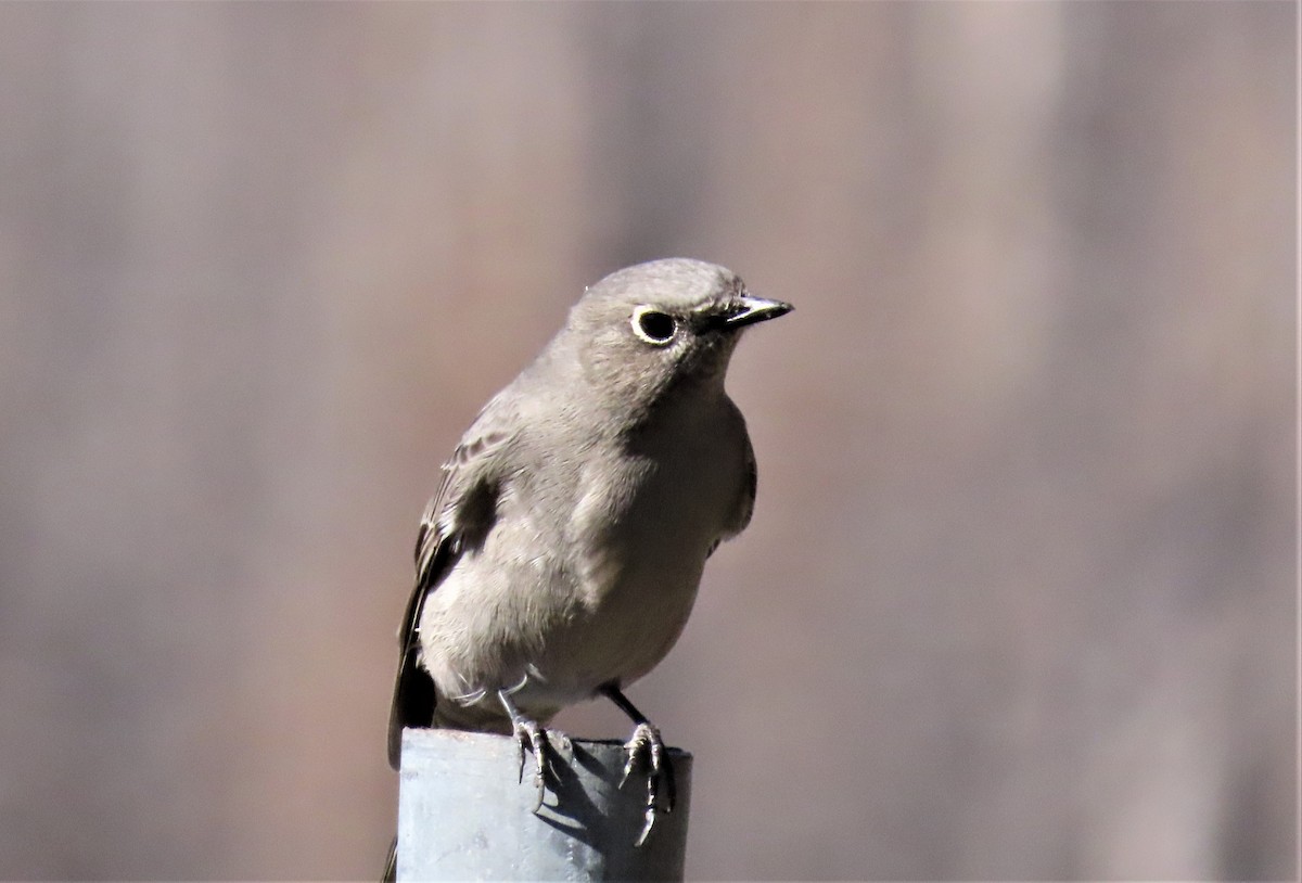 Townsend's Solitaire - ML489747501