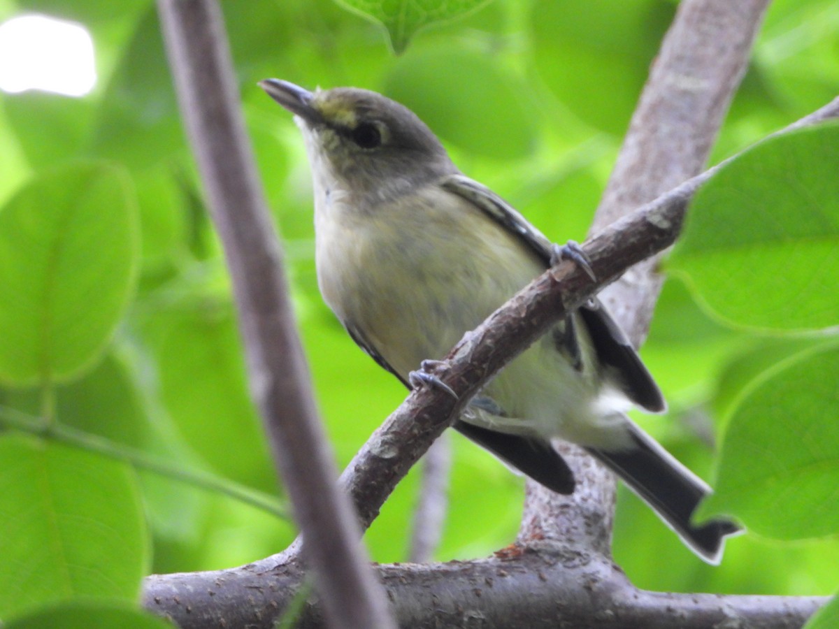 Thick-billed Vireo - ML489748521
