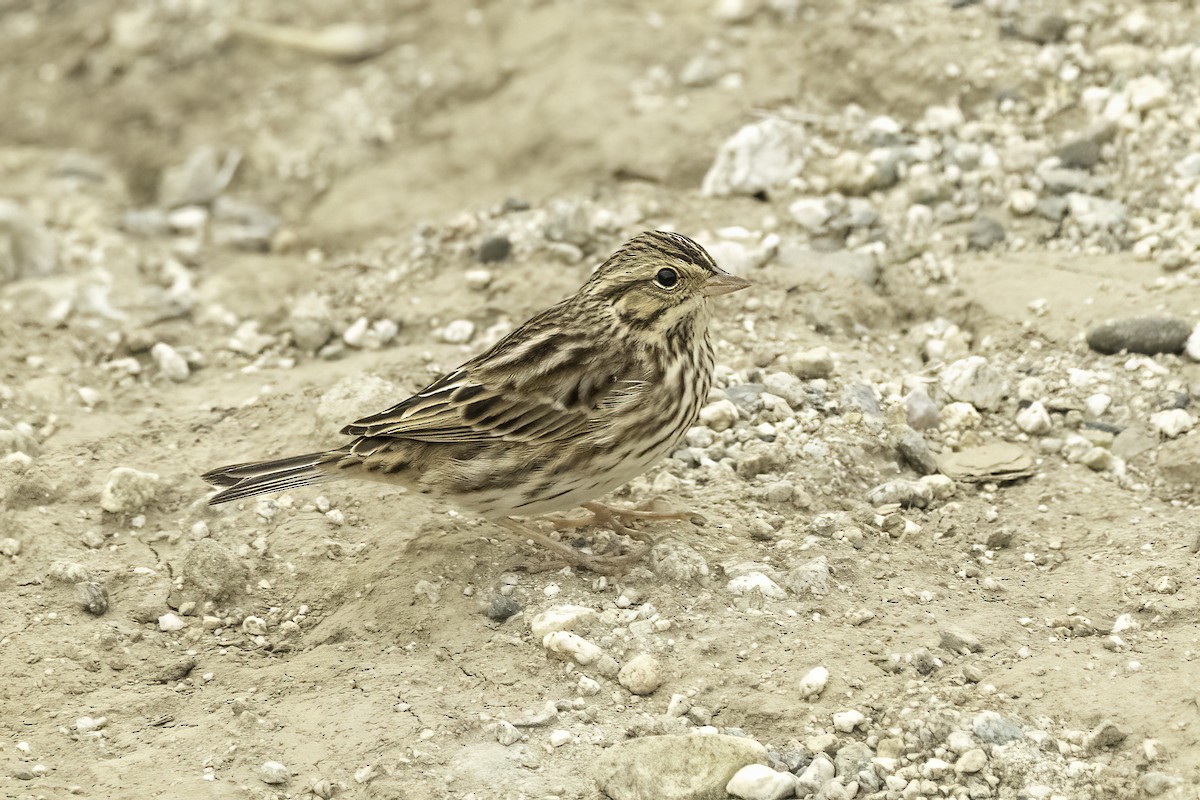 Savannah Sparrow - ML489749721