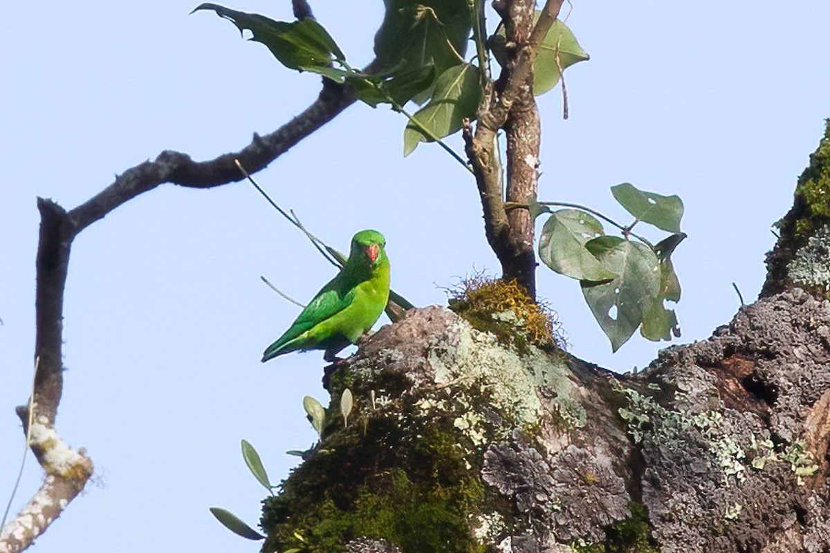 Yellow-throated Hanging-Parrot - ML489751971