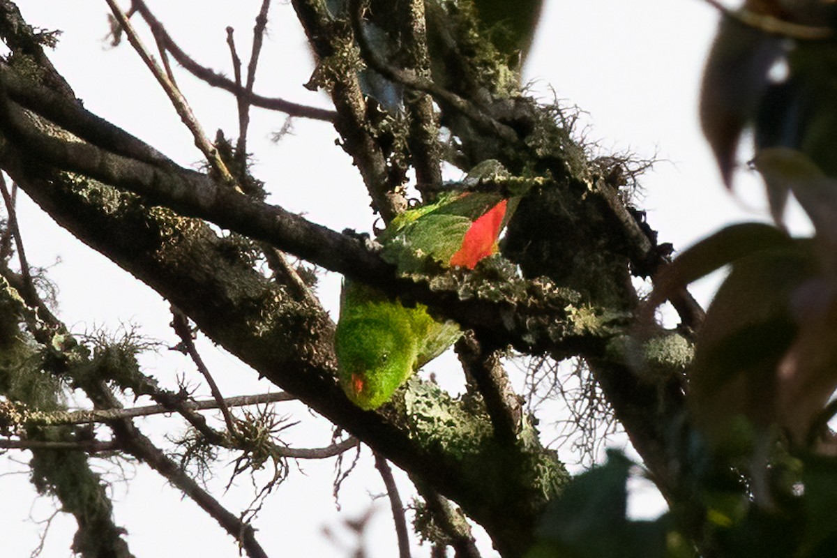 Yellow-throated Hanging-Parrot - ML489751981