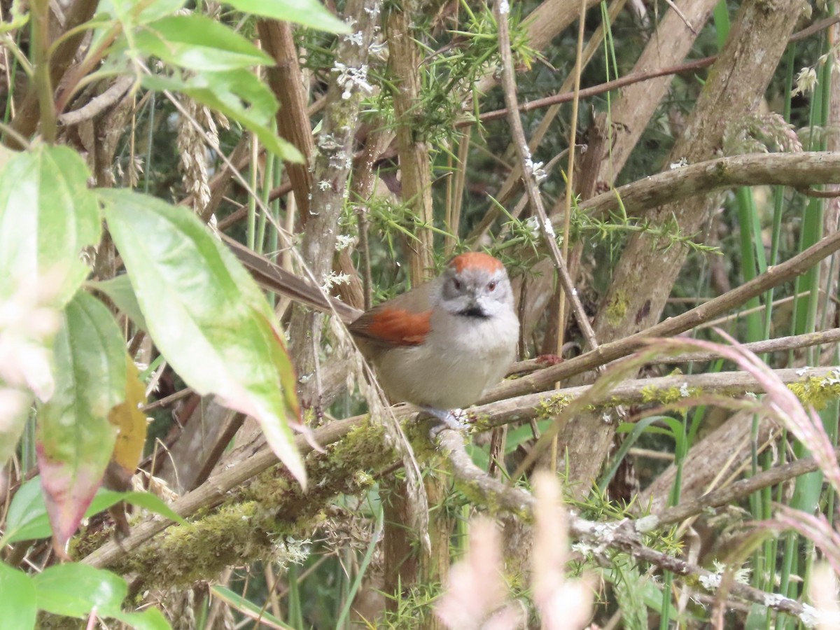 Silvery-throated Spinetail - ML489755601
