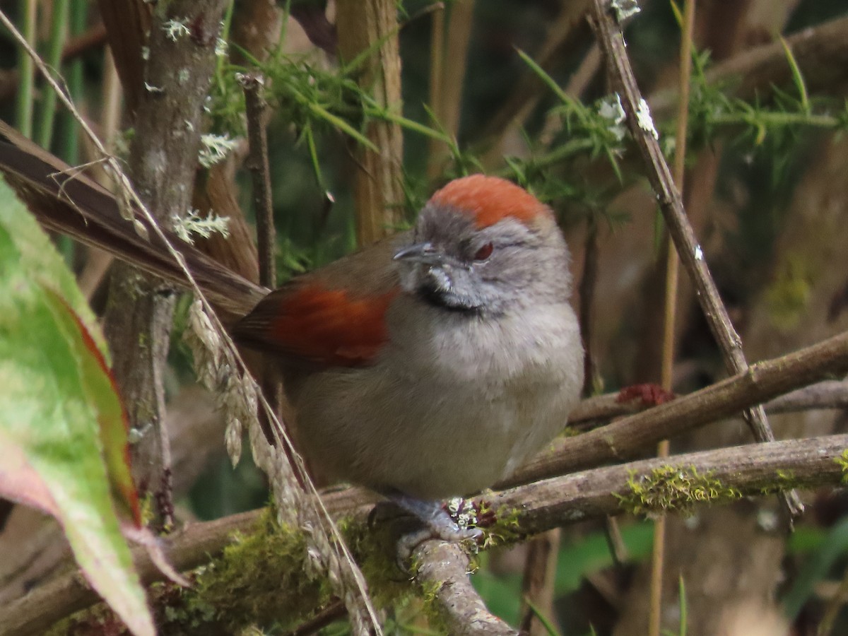 Silvery-throated Spinetail - ML489755661