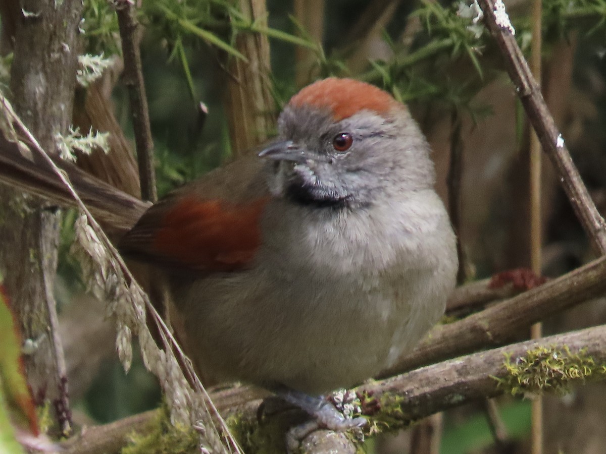Silvery-throated Spinetail - ML489755751