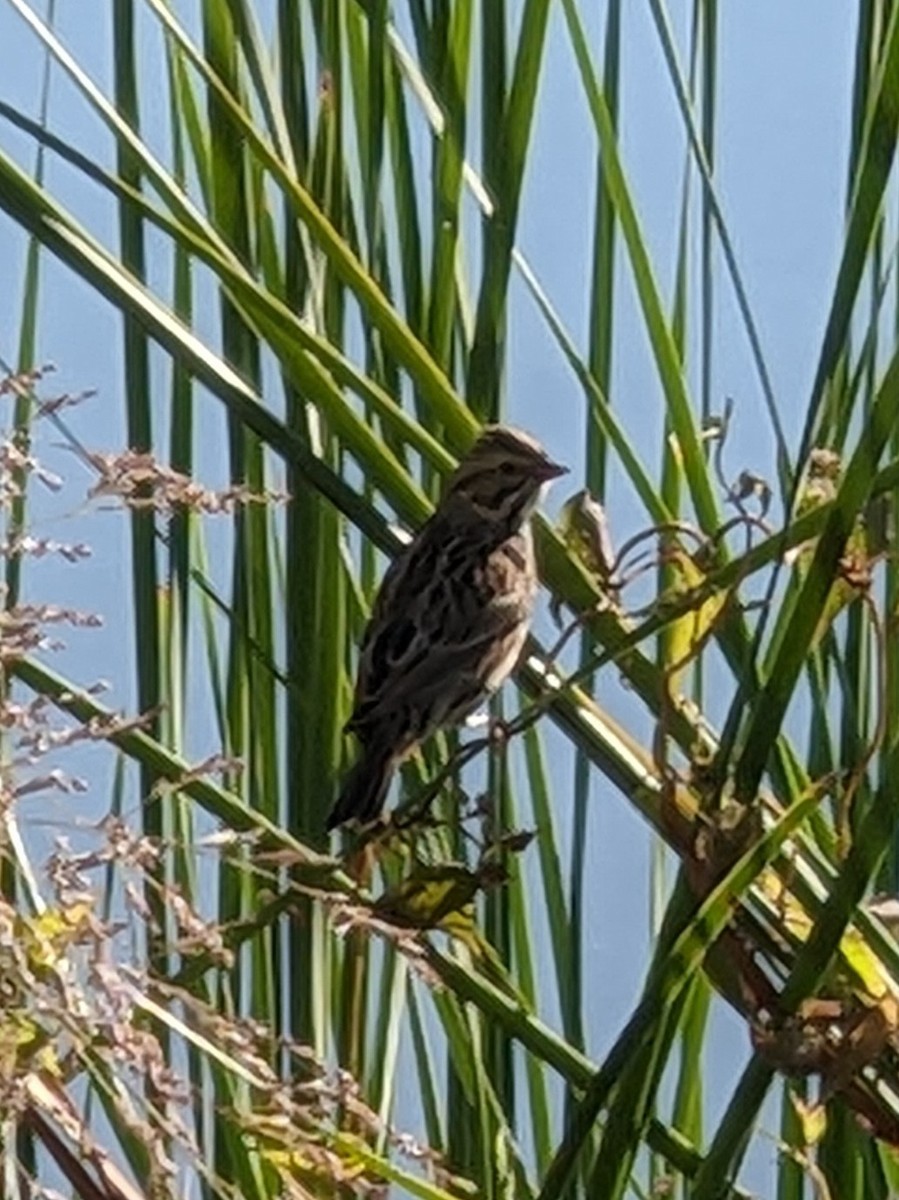 Savannah Sparrow - ML489756881