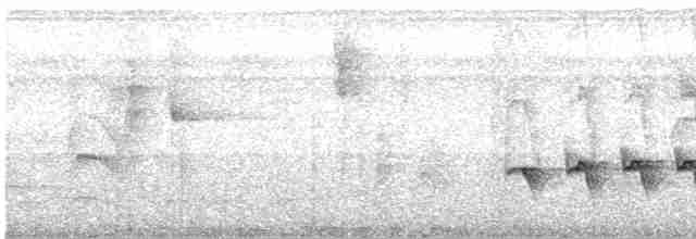 Kara Kuyruklu Karıncakuşu - ML489760041