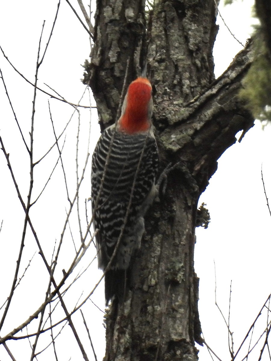 Red-bellied Woodpecker - ML489762081