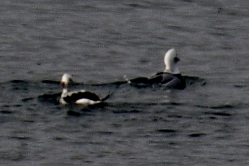 Long-tailed Duck - ML489767221