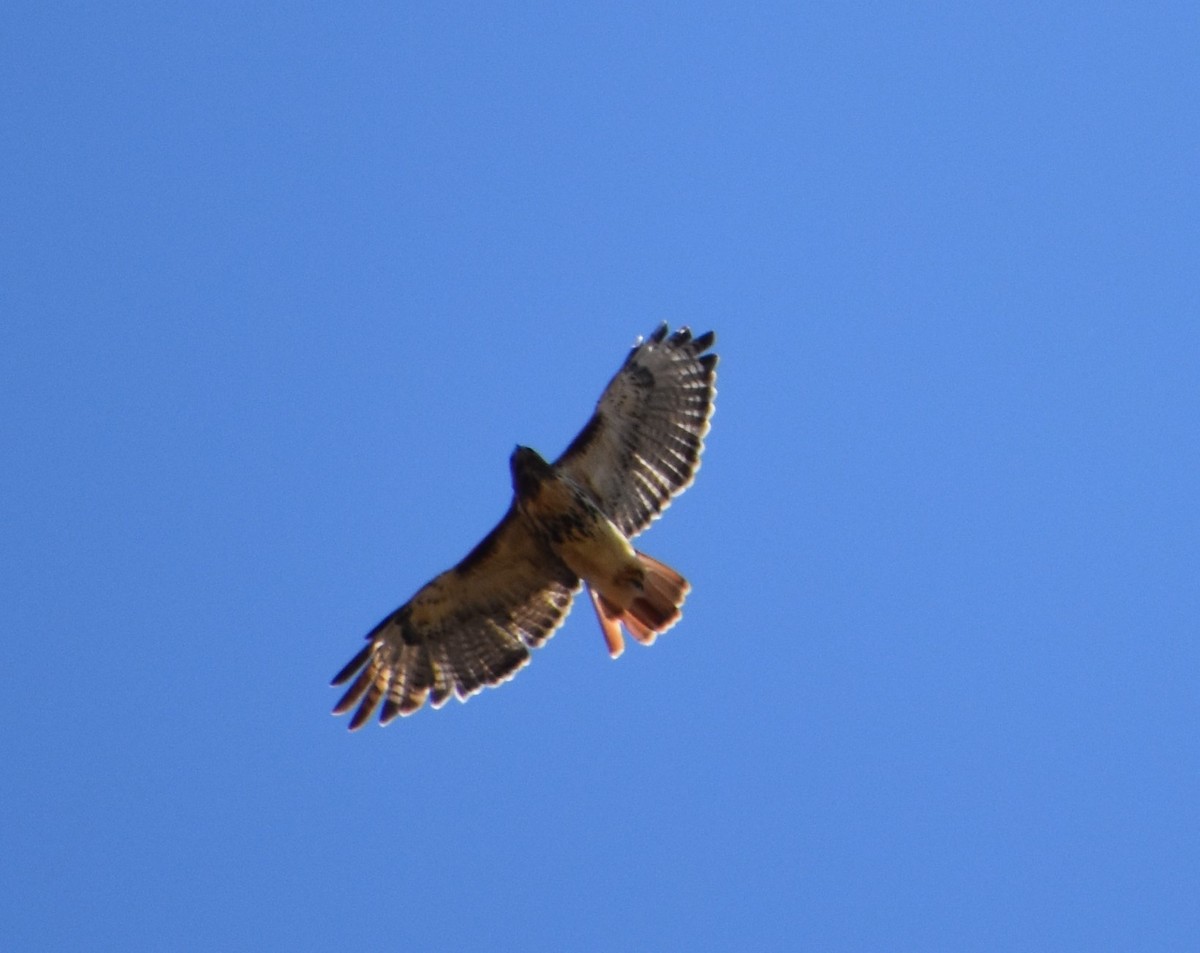 Red-tailed Hawk - ML489768181