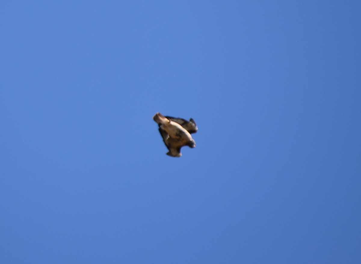 Red-tailed Hawk - ML489768281