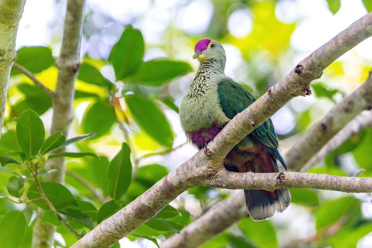 Red-bellied Fruit-Dove - ML489770261