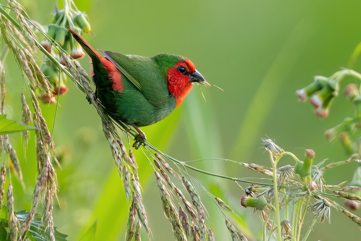 Red-throated Parrotfinch - ML489774581
