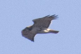 Red-tailed Hawk - ML48977471