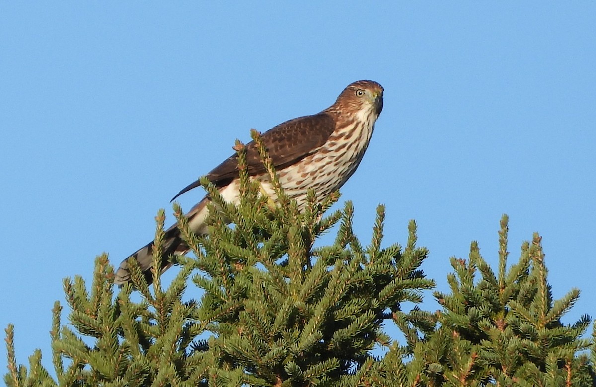 EBird Checklist - 29 Sep 2022 - Wellfleet Bay Wildlife Sanctuary (Mass ...